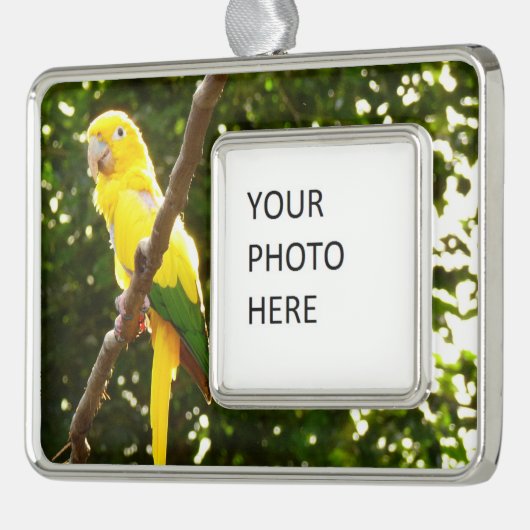 Gele papegaai verzilverd omlijst ornament (Links)