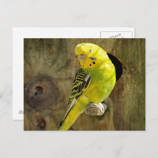 gele parkiet briefkaart (Voorkant / Achterkant)