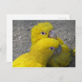 Gele parrots Paars DIY Briefkaart (Voorkant / Achterkant)