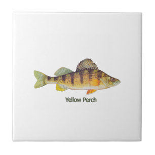 Gele Perch met de titel Tegeltje