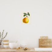  gele peren botanische afdrukken poster (Keuken)