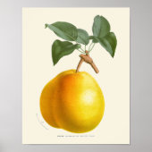  gele peren botanische afdrukken poster (Voorkant)