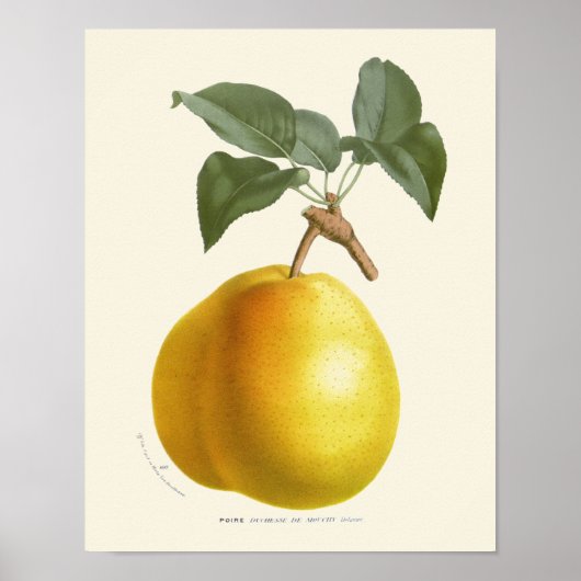  gele peren botanische afdrukken poster (Voorkant)