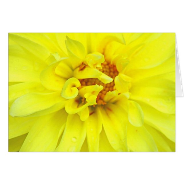 Gele Petals (Voorkant Horizontaal)