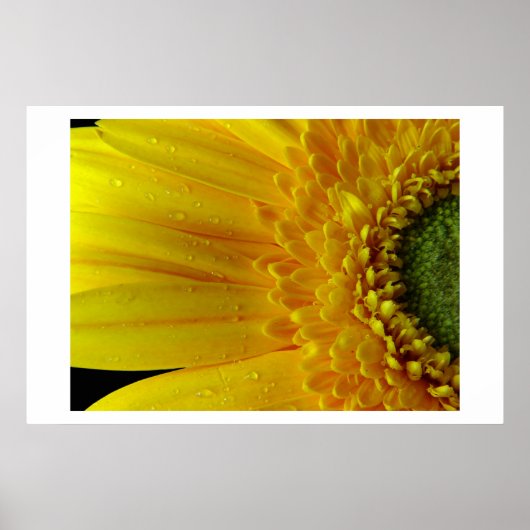 Gele Petals Poster (Voorkant)