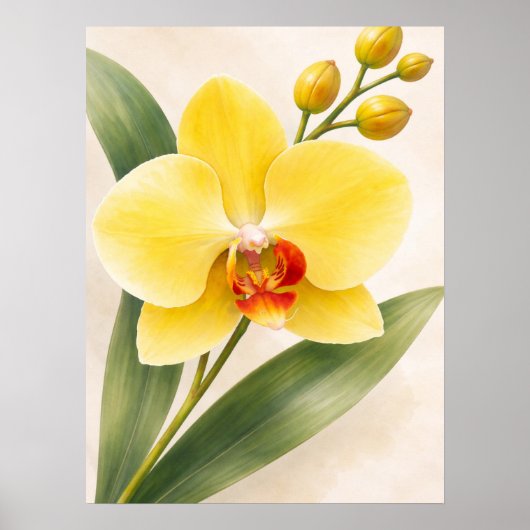 Gele Phalaenopsis-orchidee bloem botanisch Poster (Voorkant)