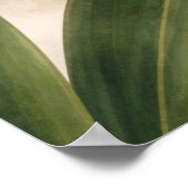 Gele Phalaenopsis-orchidee knoppen botanisch Poster (Hoek)