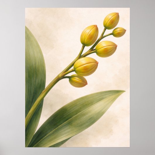Gele Phalaenopsis-orchidee knoppen botanisch Poster (Voorkant)