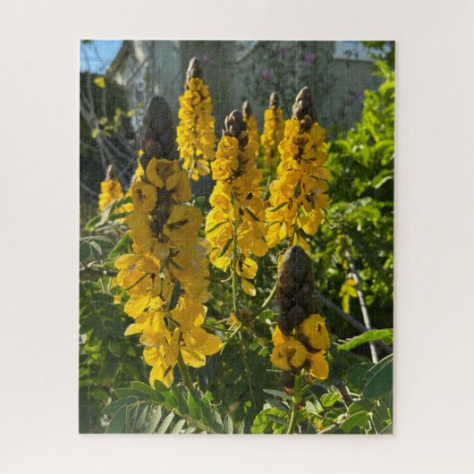Gele pindakaas cassia, Oakland Legpuzzel (Verticaal)