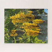 Gele pindakaas cassia, Oakland Legpuzzel (Horizontaal)