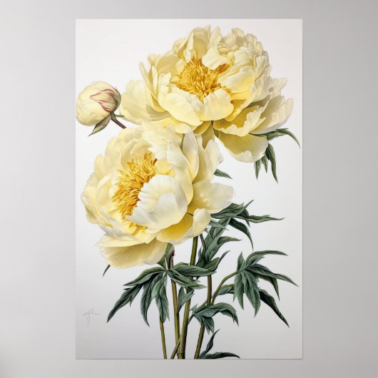 Gele Pioenrozen Bloemen Art Print Poster (Voorkant)