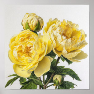 Gele Pioenrozen Bloemen Art Print Poster