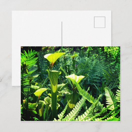 Gele Pitcher-Planten Briefkaart (Voorkant / Achterkant)