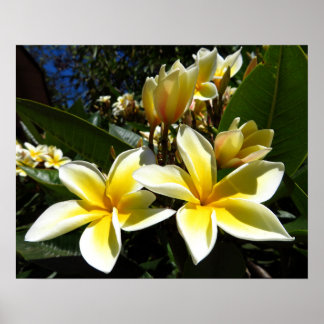 Gele Plumeria Bloemen Foto Afdruk Poster