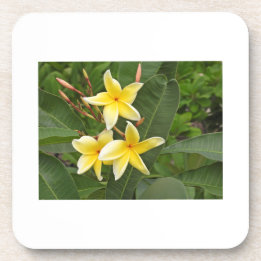 Gele Plumeria Botanische Bloem Bier Onderzetter