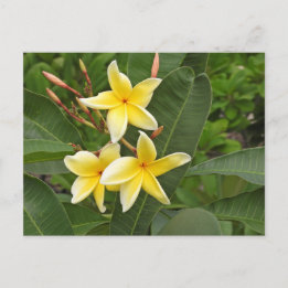 Gele Plumeria Tropische Bloemfotografie Briefkaart