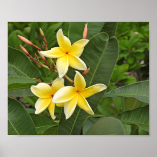 Gele Plumeria Tropische Bloemfotografie Poster
