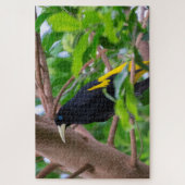 Gele pomp Cacique Legpuzzel (Verticaal)