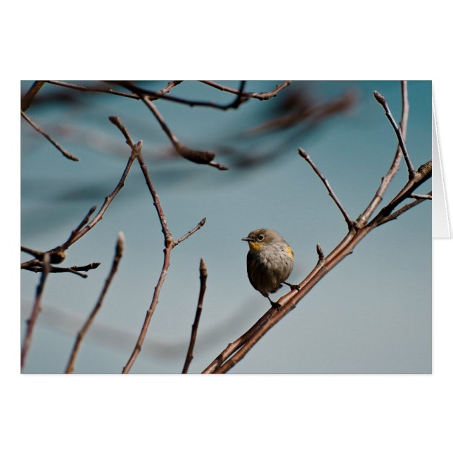 Gele pomp Warbler 01 (Voorkant Horizontaal)