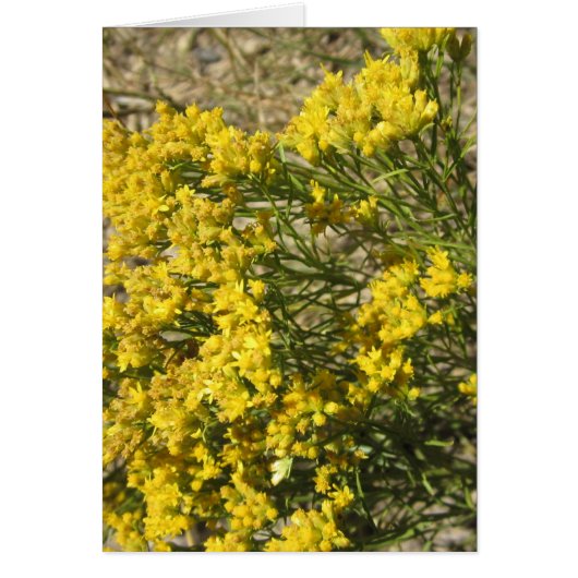 Gele Prairie Wildflower Card (Voorkant)