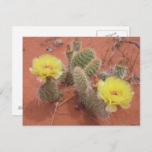 Gele Prickley Pear Briefkaart (Voorkant / Achterkant)