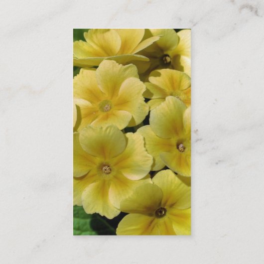 Gele primrose Bloem Visitekaartje (Achterkant)