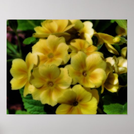 Gele Primrose Bloemen Orton Art Poster (Voorkant)