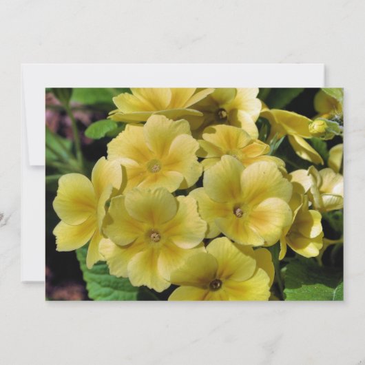 Gele primrose Floral Wedding Save the Date Kaart (Achterkant)