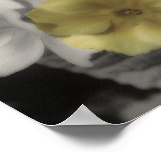 Gele Primrose Flower  Partiële Kleur Poster (Hoek)