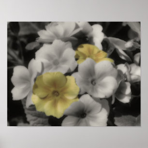 Gele Primrose Flower  Partiële Kleur Poster