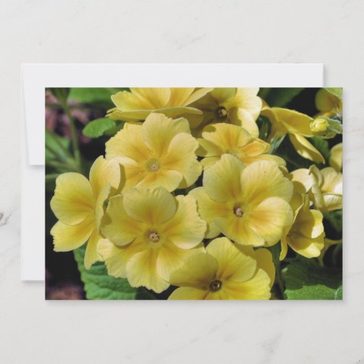 Gele primrose Flower Wedding Invitation Kaart (Achterkant)