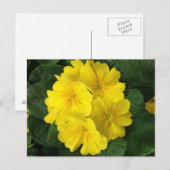 Gele primrose Flowers Briefkaart (Voorkant / Achterkant)
