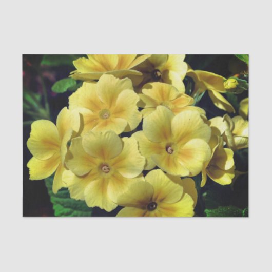 Gele primrose lentevloeren sluiten lospagina tissuepapier (Voorkant)