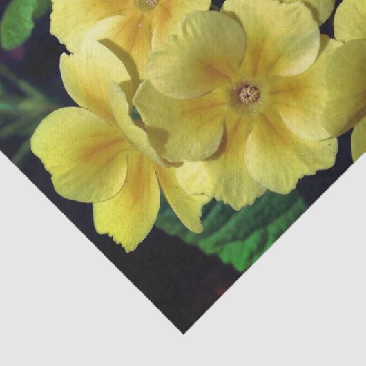 Gele primrose lentevloeren sluiten lospagina tissuepapier (Detail)