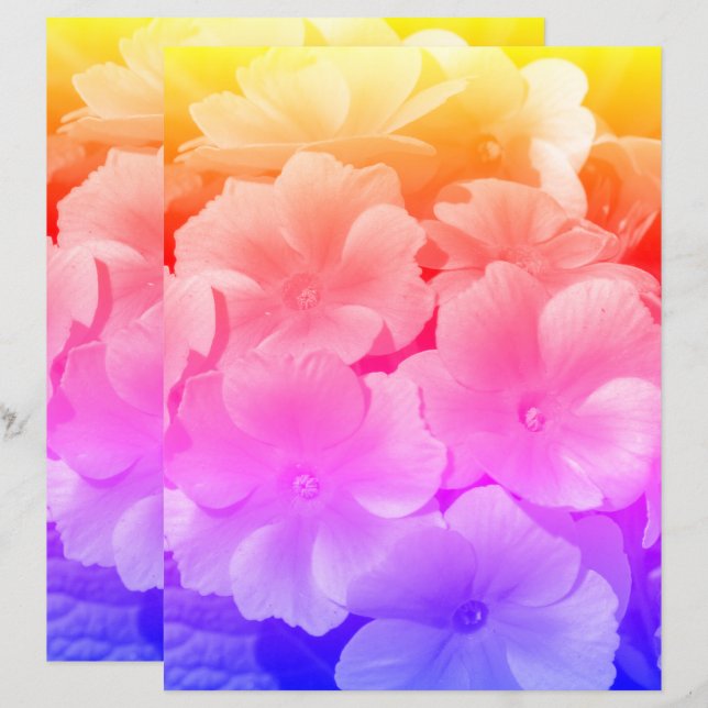 Gele primrose Spring Flowers close up (Voorkant / Achterkant)