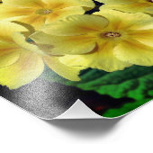Gele Primrose Spring Flowers Close Up 8x10 Foto Afdruk (Hoek)