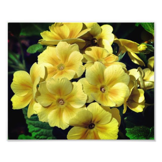 Gele Primrose Spring Flowers Close Up 8x10 Foto Afdruk (Voorkant)