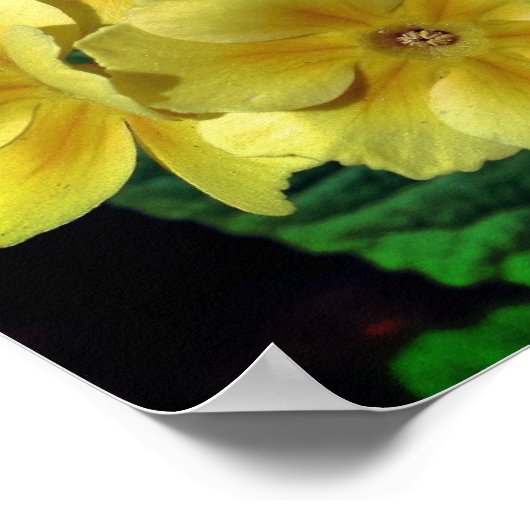 Gele primrose Spring Flowers close up Poster (Hoek)