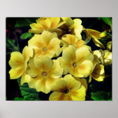 Gele primrose Spring Flowers close up Poster (Voorkant)