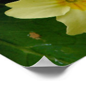Gele primula/Primrose Vloerafdruk/Poster Poster (Hoek)