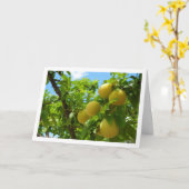 Gele Pruimen Blauwe Hemel Kaart (Gele Bloem)