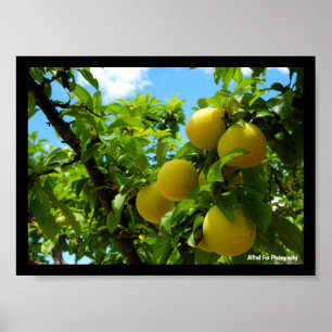 Gele Pruimen Blauwe Lucht Poster