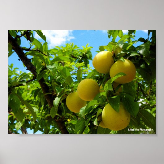 Gele Pruimen Blauwe Lucht Poster (Voorkant)