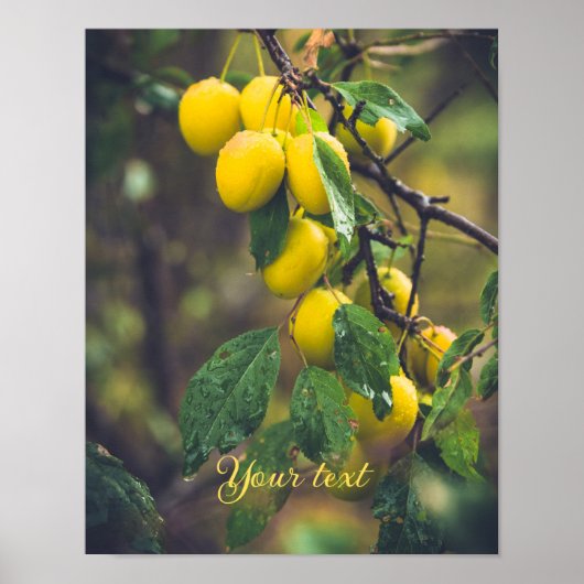 Gele pruimen na regen poster (Voorkant)
