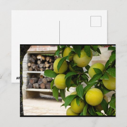 Gele Pruimen Rustiek Hout Briefkaart (Voorkant / Achterkant)
