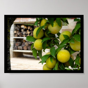 Gele Pruimen Rustiek Hout Poster