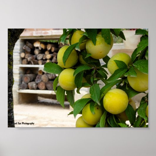 Gele Pruimen Rustiek Hout Poster (Voorkant)