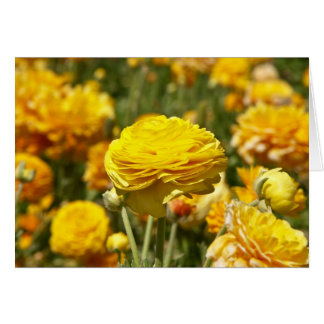 Gele Ranunculus Flower Card