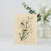 Gele Red-poll Warbler Audubon's Birds of America Briefkaart (Staand voorkant)