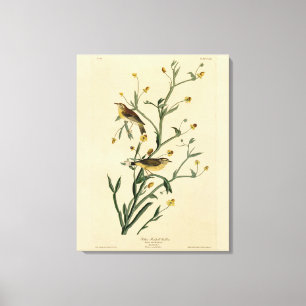 Gele Red-poll Warbler Audubon's Birds of America Canvas Afdruk